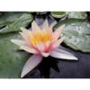 Nymphaea 'sioux'