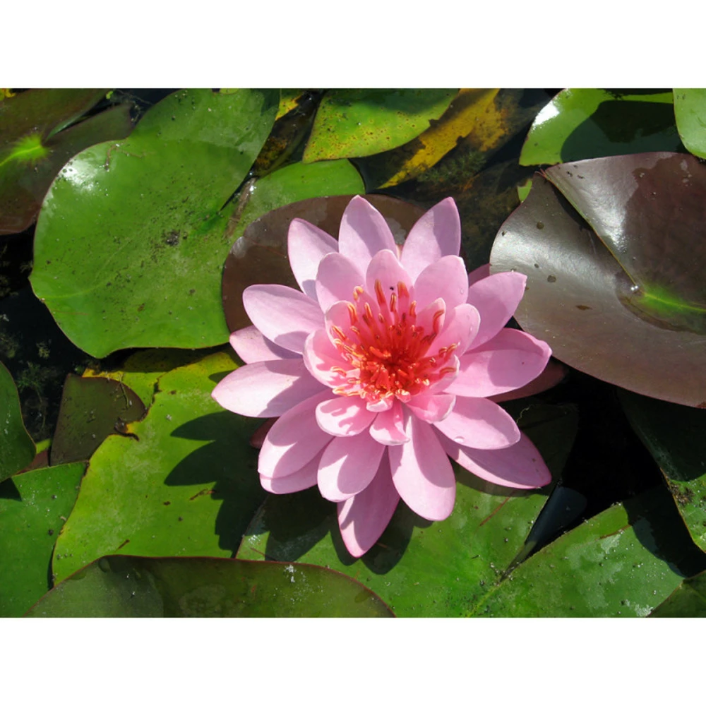 Nymphaea 'firecrest' 1 Nymphaea 'firecrest'