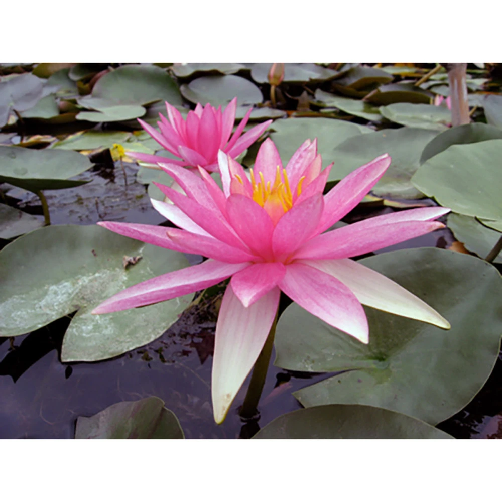 Nymphaea 'pink Sparkle' 1 Nymphaea 'pink Sparkle'