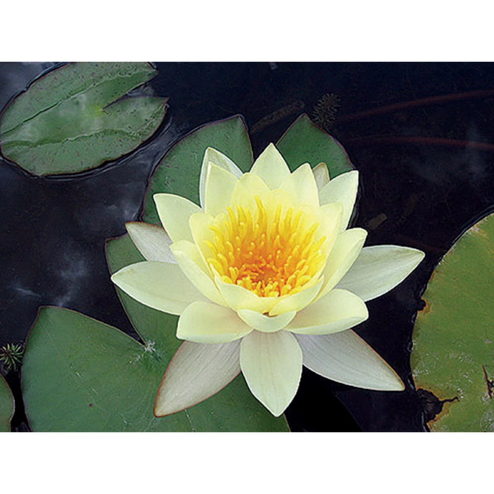Nymphaea 'moorei' 1 Nymphaea 'moorei'