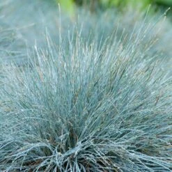 3x Festuca Glauca 'eisvogel' - Fétuque Bleue - Rustique - ⌀10.5 Cm - ↕15-20 Cm -Emerald Soldes 64305ddf741ec3.51952247