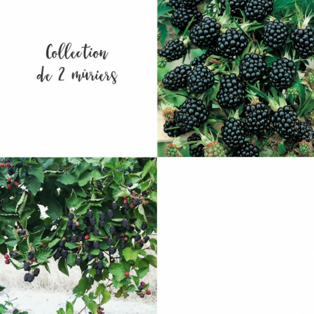 Collection De 2 Mûriers Ou Ronces à Fruits 1 Collection De 2 Mûriers Ou Ronces à Fruits