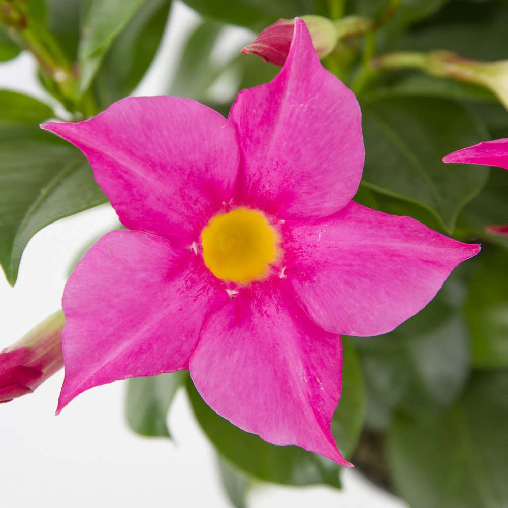 Mandevilla Diamantina 'Jade Pink' : Barquette 4 Plants 2 Mandevilla Diamantina 'Jade Pink' : Barquette 4 Plants – Image 2