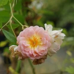 Rosier Ancien 'ghislaine De Féligonde' - Rosa 3l 7 Rosier Ancien 'ghislaine De Féligonde' - Rosa 3l -Emerald Soldes 644283dd889904.04327991
