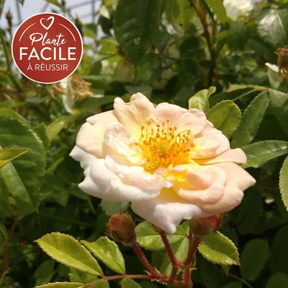 Rosier Ancien 'ghislaine De Féligonde' - Rosa 3l 1 Rosier Ancien 'ghislaine De Féligonde' - Rosa 3l