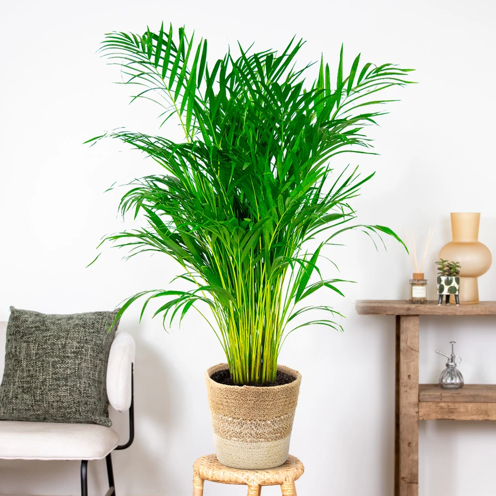 Dypsis Lutescens Incl. Panier Nea - Golden Palm - Facile D'entretien - ⌀21 Cm - ↕100-110 Cm 4 Dypsis Lutescens Incl. Panier Nea - Golden Palm - Facile D'entretien - ⌀21 Cm - ↕100-110 Cm – Image 4