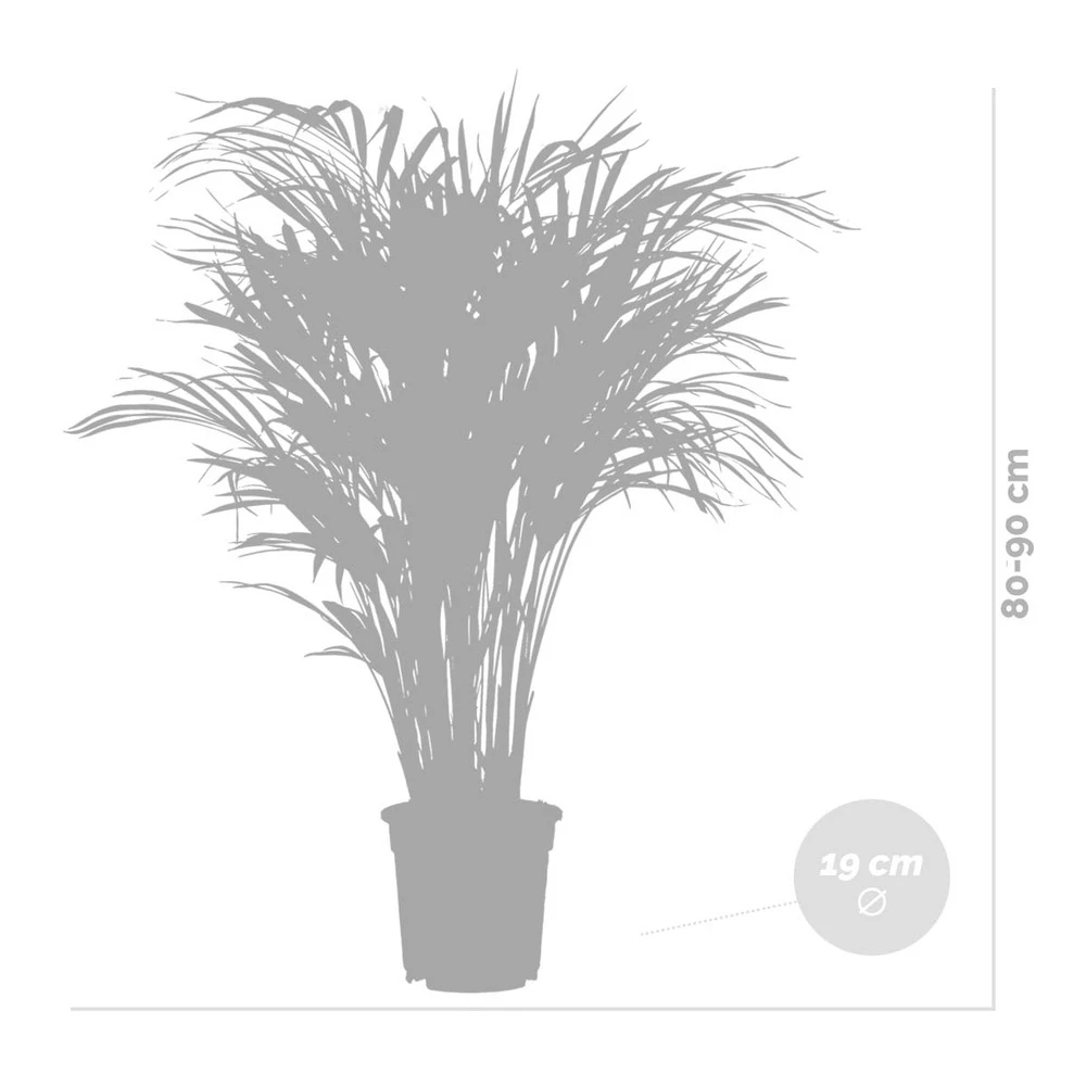 Dypsis Lutescens Incl. Panier En Jute - Gold Palm - ⌀20 Cm - ↕90-100 Cm 5 Dypsis Lutescens Incl. Panier En Jute - Gold Palm - ⌀20 Cm - ↕90-100 Cm – Image 5