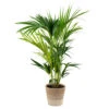 Howea Forsteriana Incl. Panier En Jute - Palmier Kentia - ⌀19 Cm - ↕90-100 Cm