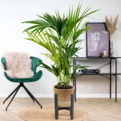 Howea Forsteriana Incl. Panier En Jute - Palmier Kentia - ⌀19 Cm - ↕90-100 Cm -Emerald Soldes 6450ff6ad42705.73721678