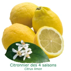 Citronnier Des 4 Saisons "citrus Limon" Tailles:pot Carré De 5 Litres, Hauteur 40/60 Cm