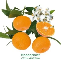 Mandarinier | Citrus Deliciosa Tailles:pot De 9 Litres, Hauteur 80/100 Cm