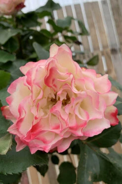 Rosier 'jubilé Du Prince De Monaco ?' - 5l