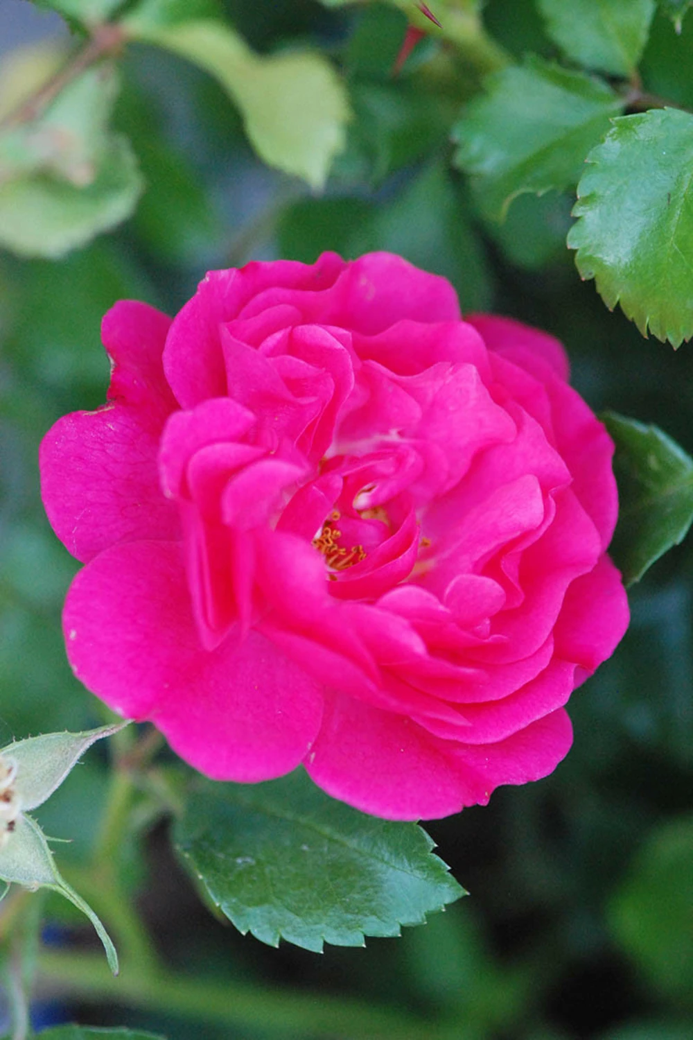 Rosier Décorosiers ? 'emera ?' - 2l 1 Rosier Décorosiers ? 'emera ?' - 2l