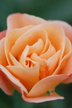 Rosier Décorosiers ? 'calizia ?' - 2l