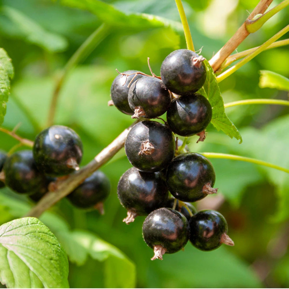 Plant Cassissier Andega Premium Pot 2l 1 Plant Cassissier Andega Premium Pot 2l