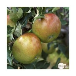 Pommier Cox Orange Pippin : Gobelet 3 Ans D'âg Ctr 12 Litres 7 Pommier Cox Orange Pippin : Gobelet 3 Ans D'âg Ctr 12 Litres -Emerald Soldes 64581 005