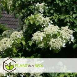 Hortensia Petiolaris - Set De 6 - Hortensia Grimpant - Pot 9cm - Hauteur 25-40cm -Emerald Soldes 64594c8e24d139.12664719