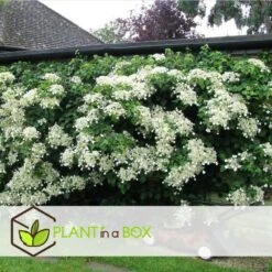 Hortensia Petiolaris - Set De 6 - Hortensia Grimpant - Pot 9cm - Hauteur 25-40cm -Emerald Soldes 64594c8e465149.53064897