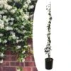 Jasmin Xl - Plante Grimpante - Pot 17cm - Hauteur 110-120cm