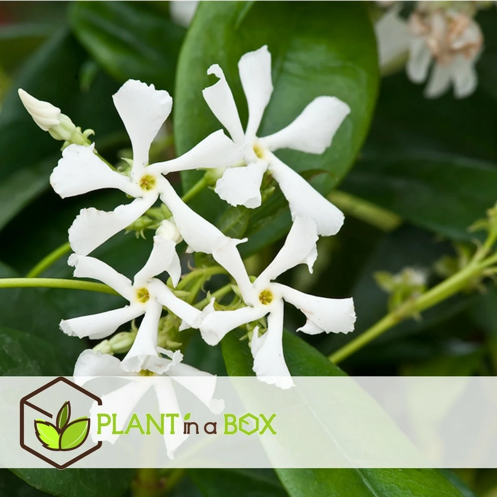Jasmin Xl - Plante Grimpante - Pot 17cm - Hauteur 110-120cm 5 Jasmin Xl - Plante Grimpante - Pot 17cm - Hauteur 110-120cm – Image 5
