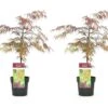 Acer Palmatum 'garnet' - Set De 2 - Erable - Pot 19cm - Hauteur 60-70cm