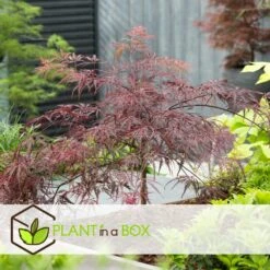 Acer Palmatum 'garnet' - Set De 2 - Erable - Pot 19cm - Hauteur 60-70cm -Emerald Soldes 64594fca3d1201.97776738