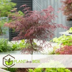 Acer Palmatum 'garnet' - Set De 2 - Erable - Pot 19cm - Hauteur 60-70cm -Emerald Soldes 64594fca4b0651.02108510