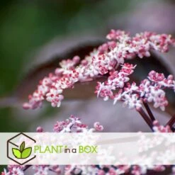 Sambucus Nigra 'black Lace' - Set De 4 - Pot 17cm - Hauteur 25-40cm 7 Sambucus Nigra 'black Lace' - Set De 4 - Pot 17cm - Hauteur 25-40cm -Emerald Soldes 64594fe01c6815.60092599