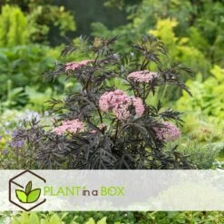 Sambucus Nigra 'black Lace' - Set De 4 - Pot 17cm - Hauteur 25-40cm 9 Sambucus Nigra 'black Lace' - Set De 4 - Pot 17cm - Hauteur 25-40cm -Emerald Soldes 64594fe03806c9.54643939