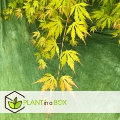 Érable Du Japon 'orange Lace' - érable Du Japon - Pot 19 - Hauteur 60-70cm 8 Érable Du Japon 'orange Lace' - érable Du Japon - Pot 19 - Hauteur 60-70cm -Emerald Soldes 64594fe370eab8.96202355