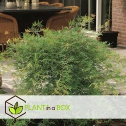 Acer Palmatum 'emerald Lace' - Set De 2 - Erable - Pot 19cm - Hauteur 60-70cm -Emerald Soldes 64594fe76484d1.79791635