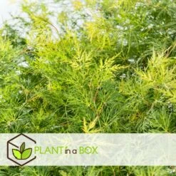 Acer Palmatum 'emerald Lace' - Set De 2 - Erable - Pot 19cm - Hauteur 60-70cm -Emerald Soldes 64594fe7701380.01292774