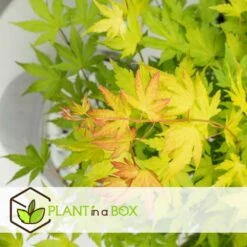 Acer 'orange Dream' - Set De 2 - Erable Japonais - Pot 19cm - Hauteur 60-70cm 7 Acer 'orange Dream' - Set De 2 - Erable Japonais - Pot 19cm - Hauteur 60-70cm -Emerald Soldes 64594fee6b73d3.76688745