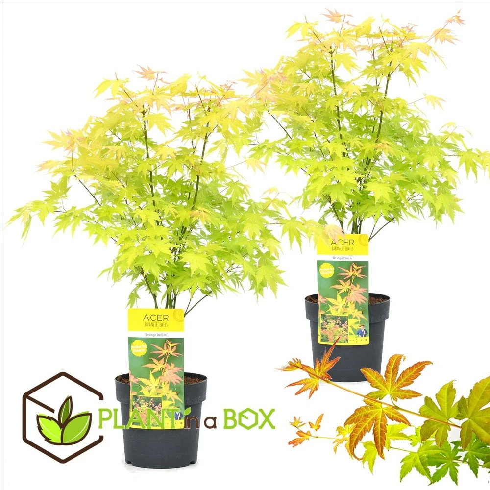 Acer 'orange Dream' - Set De 2 - Erable Japonais - Pot 19cm - Hauteur 60-70cm 2 Acer 'orange Dream' - Set De 2 - Erable Japonais - Pot 19cm - Hauteur 60-70cm – Image 2