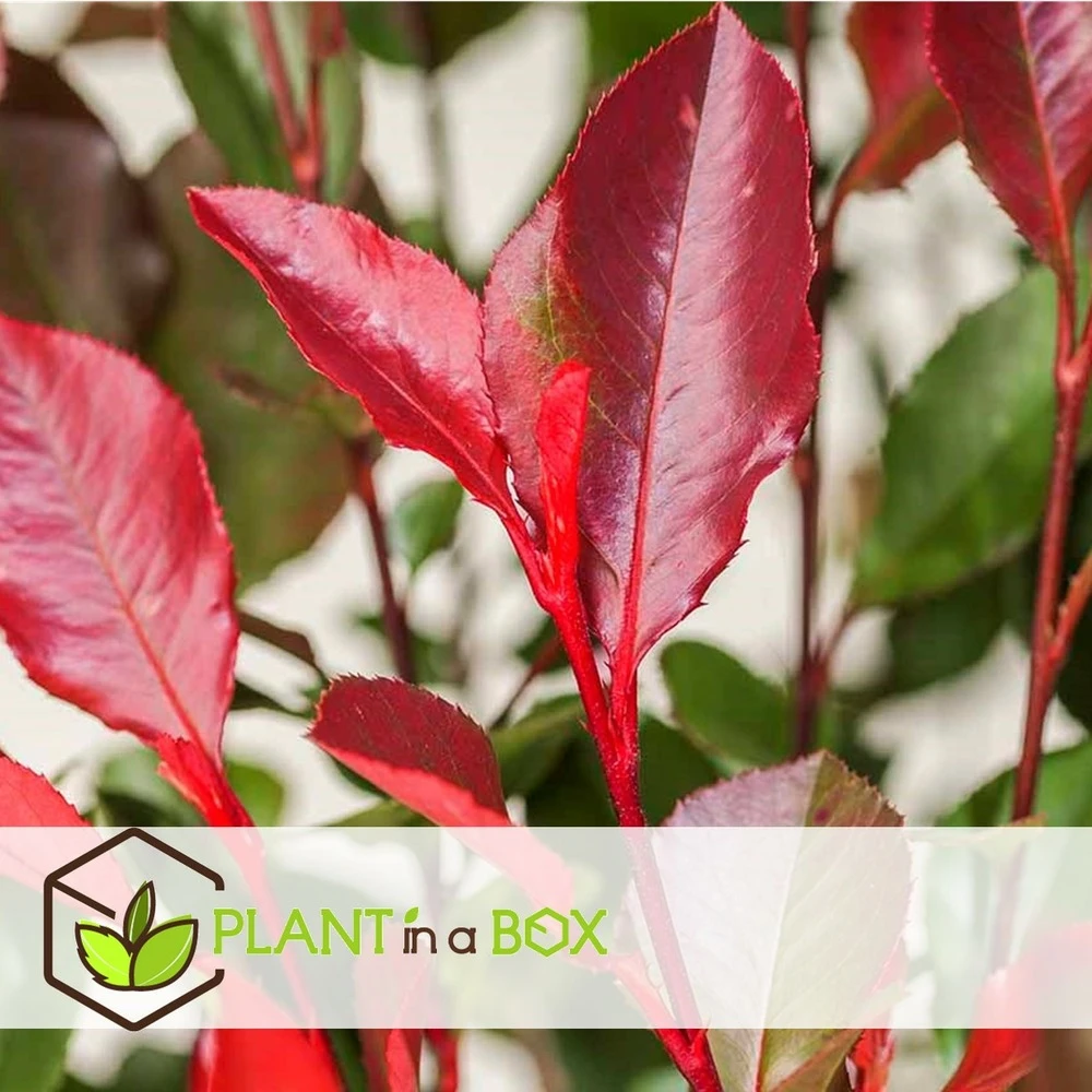 Photinia Fraseri Red Robin - Set De 4 - Pot 17cm - Hauteur 30-40cm 2 Photinia Fraseri Red Robin - Set De 4 - Pot 17cm - Hauteur 30-40cm – Image 2
