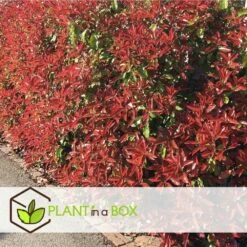 Photinia Fraseri Red Robin - Set De 4 - Pot 17cm - Hauteur 30-40cm 8 Photinia Fraseri Red Robin - Set De 4 - Pot 17cm - Hauteur 30-40cm -Emerald Soldes 64594ff9d811e2.33309668