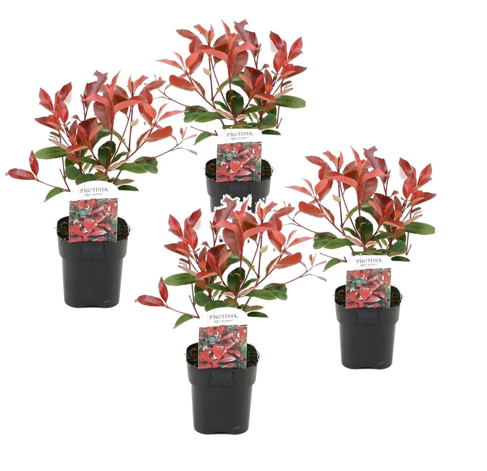 Photinia Fraseri Red Robin - Set De 4 - Pot 17cm - Hauteur 30-40cm 1 Photinia Fraseri Red Robin - Set De 4 - Pot 17cm - Hauteur 30-40cm