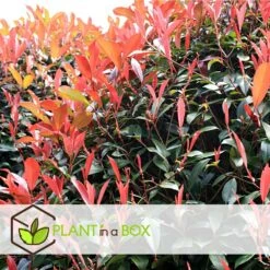 Photinia Fraseri Red Robin - Set De 4 - Pot 17cm - Hauteur 30-40cm 9 Photinia Fraseri Red Robin - Set De 4 - Pot 17cm - Hauteur 30-40cm -Emerald Soldes 64594ff9f1a6e7.80598093