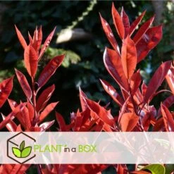 Photinia Fraseri Red Robin - Set De 6 - Pot 17cm - Hauteur 30-40cm 7 Photinia Fraseri Red Robin - Set De 6 - Pot 17cm - Hauteur 30-40cm -Emerald Soldes 6459500a44a9d6.48307489