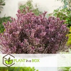 Hebe Pinguifolia - Mélange De 12 - Arbuste - Pot 10.5cm - Hauteur 15-20cm 7 Hebe Pinguifolia - Mélange De 12 - Arbuste - Pot 10.5cm - Hauteur 15-20cm -Emerald Soldes 6459500e64f3c6.09711097