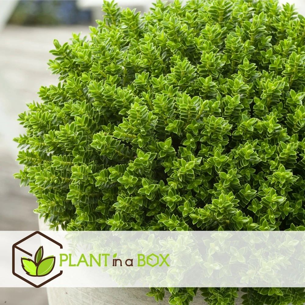 Hebe Pinguifolia - Mélange De 12 - Arbuste - Pot 10.5cm - Hauteur 15-20cm 2 Hebe Pinguifolia - Mélange De 12 - Arbuste - Pot 10.5cm - Hauteur 15-20cm – Image 2