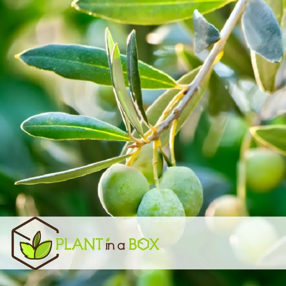 Olea Europaea - Oliviers - Pot 9cm - Hauteur 25-40cm 2 Olea Europaea - Oliviers - Pot 9cm - Hauteur 25-40cm – Image 2