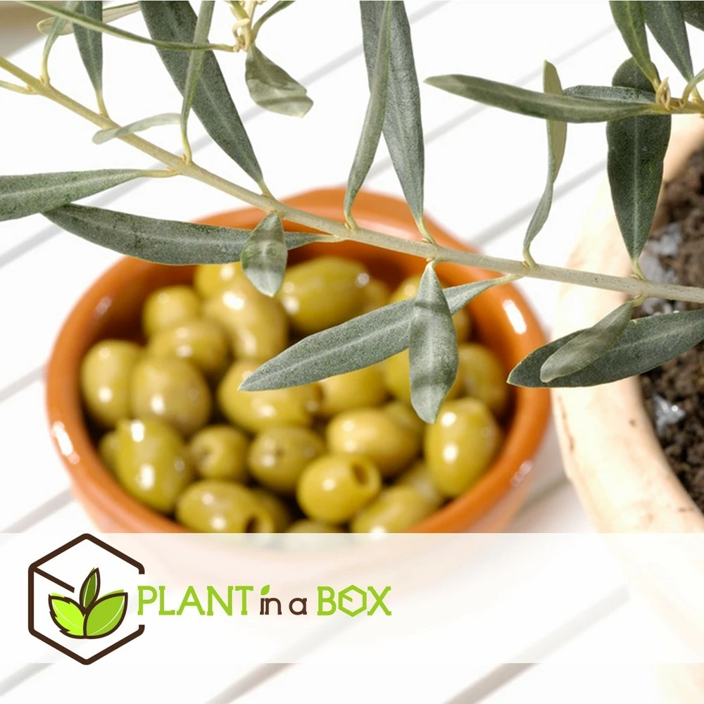 Olea Europaea - Oliviers - Pot 9cm - Hauteur 25-40cm 4 Olea Europaea - Oliviers - Pot 9cm - Hauteur 25-40cm – Image 4