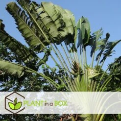 Ravenala Madagascariensis - Set De 6 - Palmier - Pot 9cm - Hauteur 25-40cm -Emerald Soldes 6459514a411999.08180909