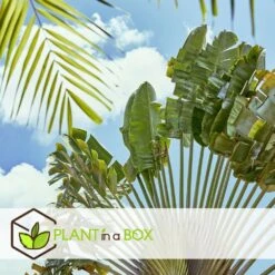 Ravenala Madagascariensis - Set De 3 - Palmier - Pot 9cm - Hauteur 25-40cm -Emerald Soldes 6459515dc6f232.05347240