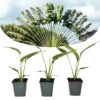 Ravenala Madagascariensis - Set De 3 - Palmier - Pot 9cm - Hauteur 25-40cm