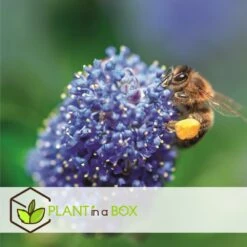 Ceanothus Thyrsiflorus Repens - Arbuste - Pot 17cm - Hauteur 60-70cm 7 Ceanothus Thyrsiflorus Repens - Arbuste - Pot 17cm - Hauteur 60-70cm -Emerald Soldes 64595167209750.66688397