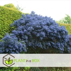 Ceanothus Thyrsiflorus Repens - Arbuste - Pot 17cm - Hauteur 60-70cm 6 Ceanothus Thyrsiflorus Repens - Arbuste - Pot 17cm - Hauteur 60-70cm -Emerald Soldes 64595167264cf5.38010472