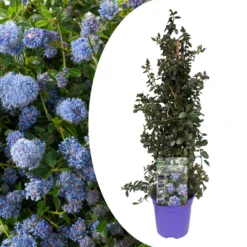 Ceanothus Thyrsiflorus Repens - Arbuste - Pot 17cm - Hauteur 60-70cm