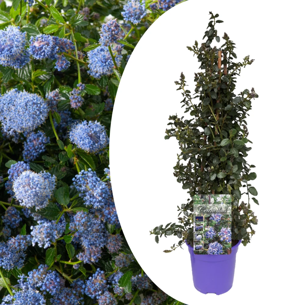 Ceanothus Thyrsiflorus Repens - Arbuste - Pot 17cm - Hauteur 60-70cm 1 Ceanothus Thyrsiflorus Repens - Arbuste - Pot 17cm - Hauteur 60-70cm